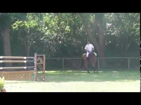 7y. Wallach/gelding v. Stolzenberg - Level 1,30m