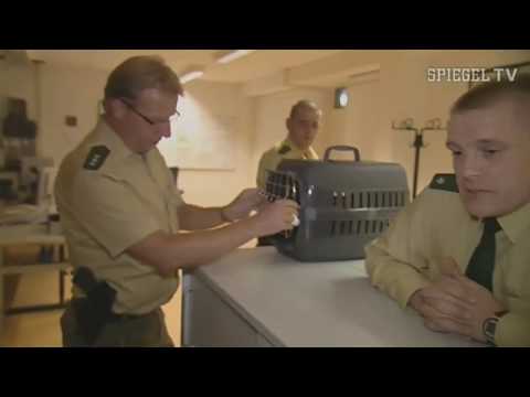 Katzenjagd im Polizeirevier | SPIEGEL TV