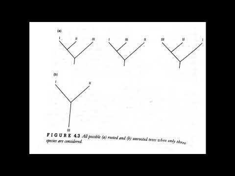 Lecture31 Cladogram