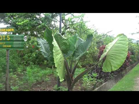 download lagu mp3 mp4 Bollywood Veggies Food, download lagu Bollywood Veggies Food gratis, unduh video klip Bollywood Veggies Food