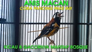 Download lagu COBA PANCING PAKE INI DIJAMIN ANIS MACET JADI GACOR! ANIS MACAN GACOR DI SIANG HARI VOLUME TEMBUS mp3
