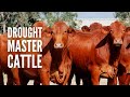 Droughtmaster Cows One Of The Best Options For Your Farm