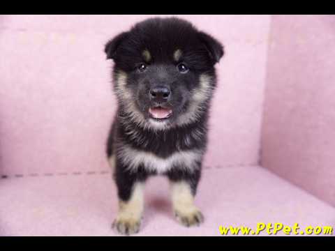 10/15黑色長毛柴犬公幼犬