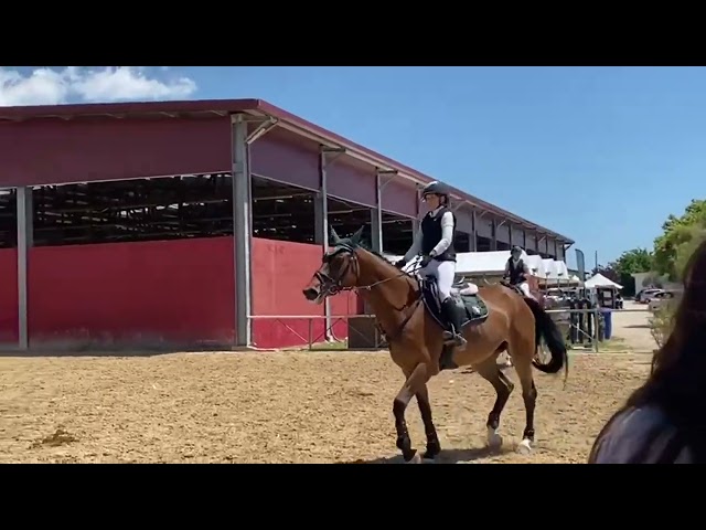 Jument Cheval de Sport Tch&egrave;que  A vendre 2013 Bai
