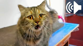 Download lagu SUARA KUCING BETINA BIRAHI PANGGIL KUCING JANTAN - Female Cat In Heat Calling Male Cat mp3