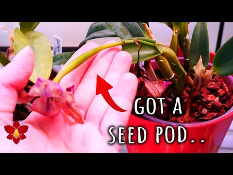 Orchids doing weird things as usual 🤷🏻‍♀️ - A Tour of Orchid Updates
