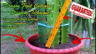 HOW TO PLANT DRAGON FRUIT CUTTINGS (PROPAGATION TECHNIQUE)