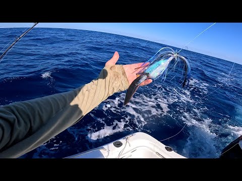 Offshore and Inshore Multi-Species Fishing - Big Amberjack, Bluefish, Jack Crevalle and more!!