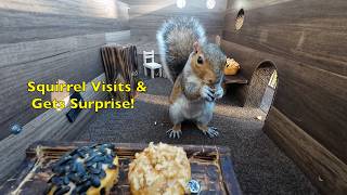 Squirrel Visits the Tiny House & Gets a Walnut Muffin SURPRISE! 🐿️🍂