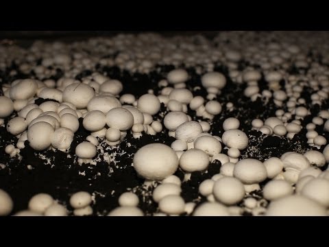 Emisiune Lumea Noua - Ciupercaria Batiz