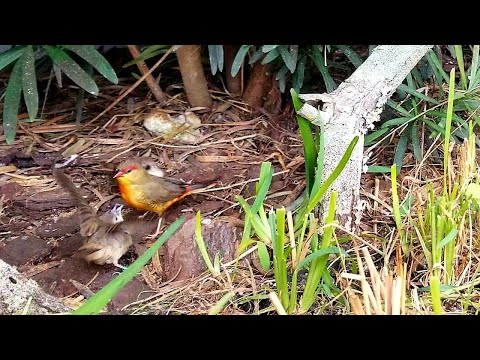 Tigrík žltobruchý (Amandava subflava) — video o speve a chove