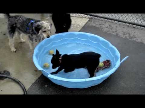 download lagu mp3 mp4 Dog Park Gaithersburg Md, download lagu Dog Park Gaithersburg Md gratis, unduh video klip Dog Park Gaithersburg Md