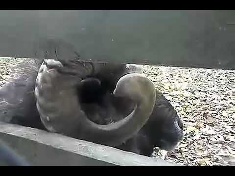 Baran wstawaj do roboty