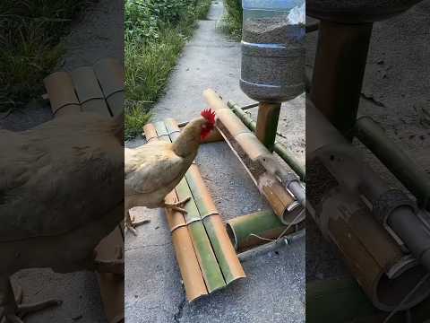 Automatic feeding mechine for hen #shortvideo