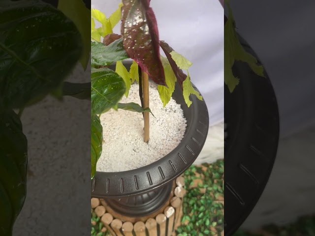 بارتشيا اخضر واحمر ودورانتا اصفر  Pseuderanthemum carruthersii