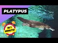 Platypus The Animal With A Duck Bill And Beaver Tail 1 Minute Animals