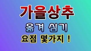 [텃밭농부.792]  가을상추 옮겨심기 요점 몇가지 #상추재배