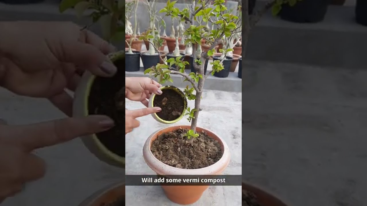 Watch video DO THIS IN BOUGAINVILLEA FOR HEAVY FLOWERING Now DO THIS IN BOUGAINVILLEA FOR HEAVY FLOWERING