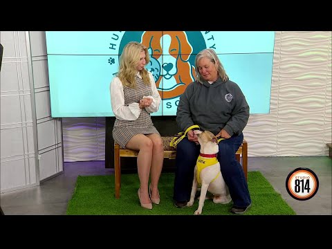 Take home this sweet girl Harlow from the Huntingdon County Humane Society - YouTube