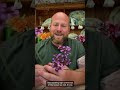 Companion planting with ￼ Verbena bonariensis