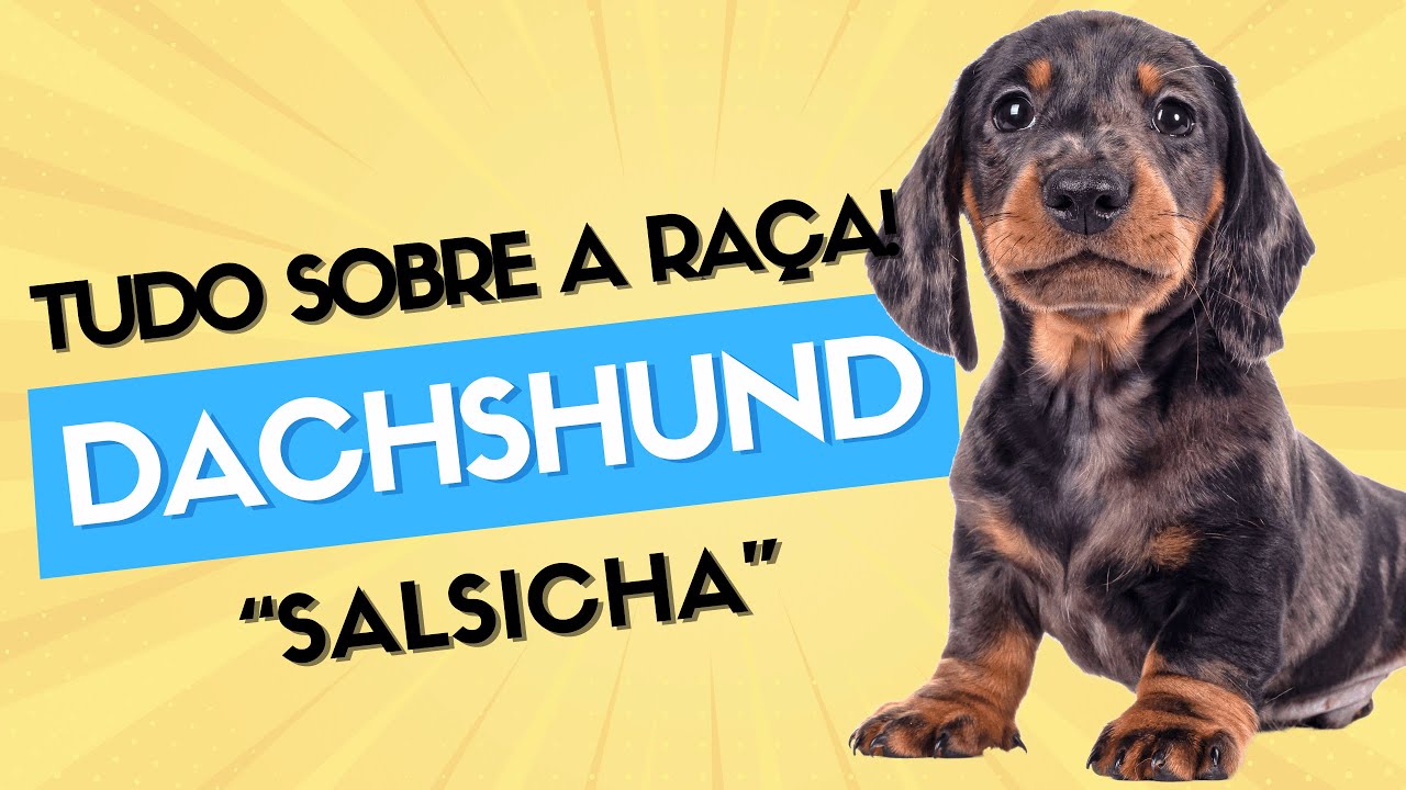 Conhecendo a raça DACHSHUND: Tudo sobre esses adoráveis salsichinhas!