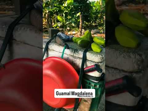 visitando el municipio de guamal Magdalena, colombia #colombia #Venezuela