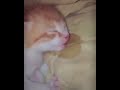 Drooling cat sleeping meme