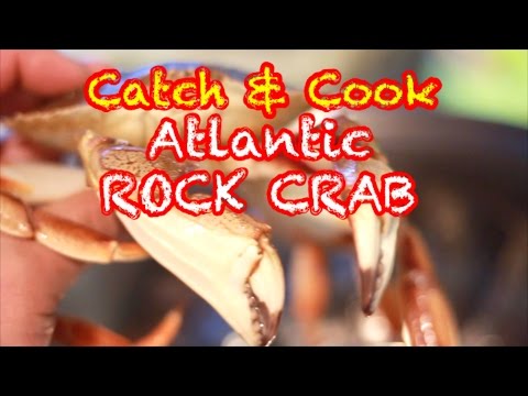 download lagu mp3 mp4 Atlantic Rock Crab Cooking, download lagu Atlantic Rock Crab Cooking gratis, unduh video klip Atlantic Rock Crab Cooking