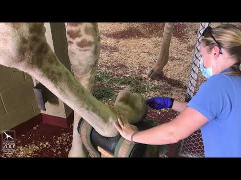 Get Up Close with Giraffe and Moose Hoof Care at CMZoo