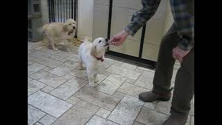 Video preview image #1 Golden Retriever Puppy For Sale in Enfield, CT, USA