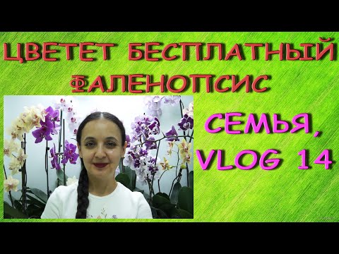 Тадаам!ЦВЕТЕТ бесплатный ФАЛЕНОПСИС!Семья,собаки и парик.VLOG #14.