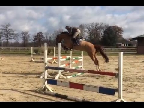 Cingscross by Crawford x Silvester x Castro of 2011