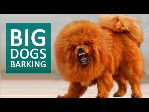 BIG DOGS BARKING Sound Effect HD