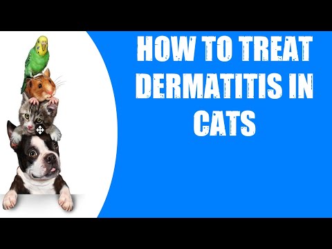 HOW TO TREAT DERMATITIS IN CATS