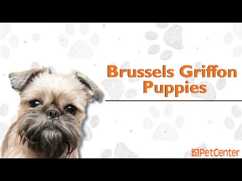 Is The Brussels Griffon The Right Puppy For You?