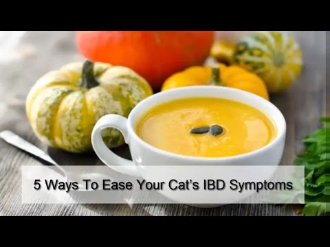 5 Ways To Ease Your Cat’s IBD Symptoms