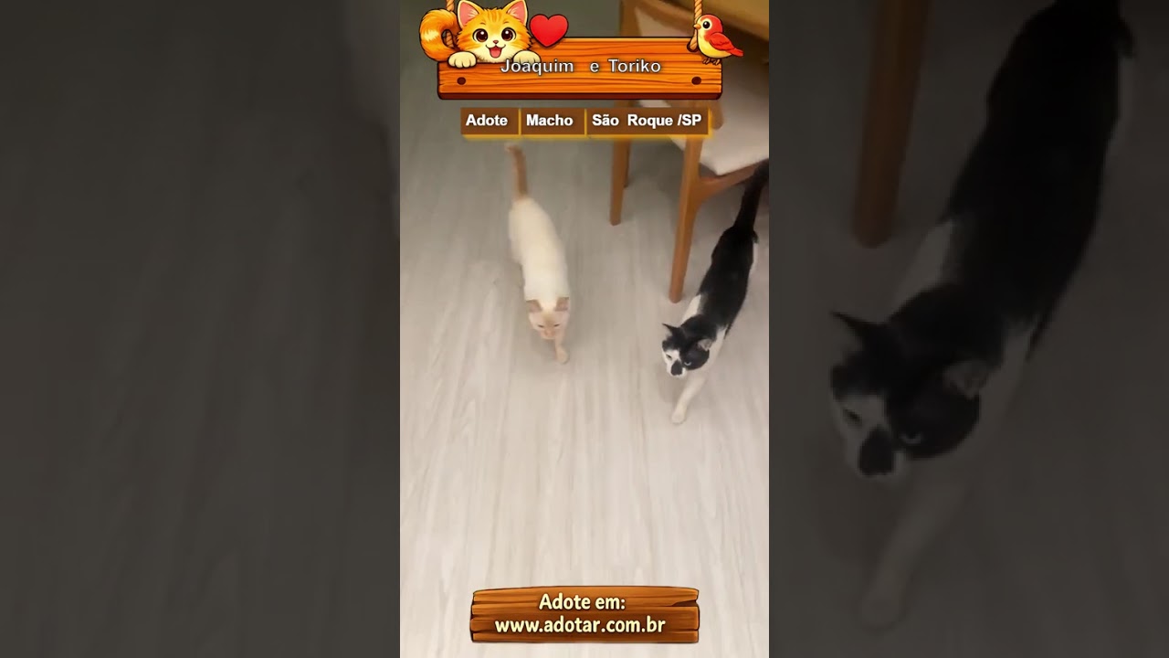 Gato raça SRD-ViraLata idade 3 anos nome Joaquim e Toriko 