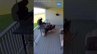 German Shepherd Pulls Owner Away Moments Before Porch Grill Explosion Ignites