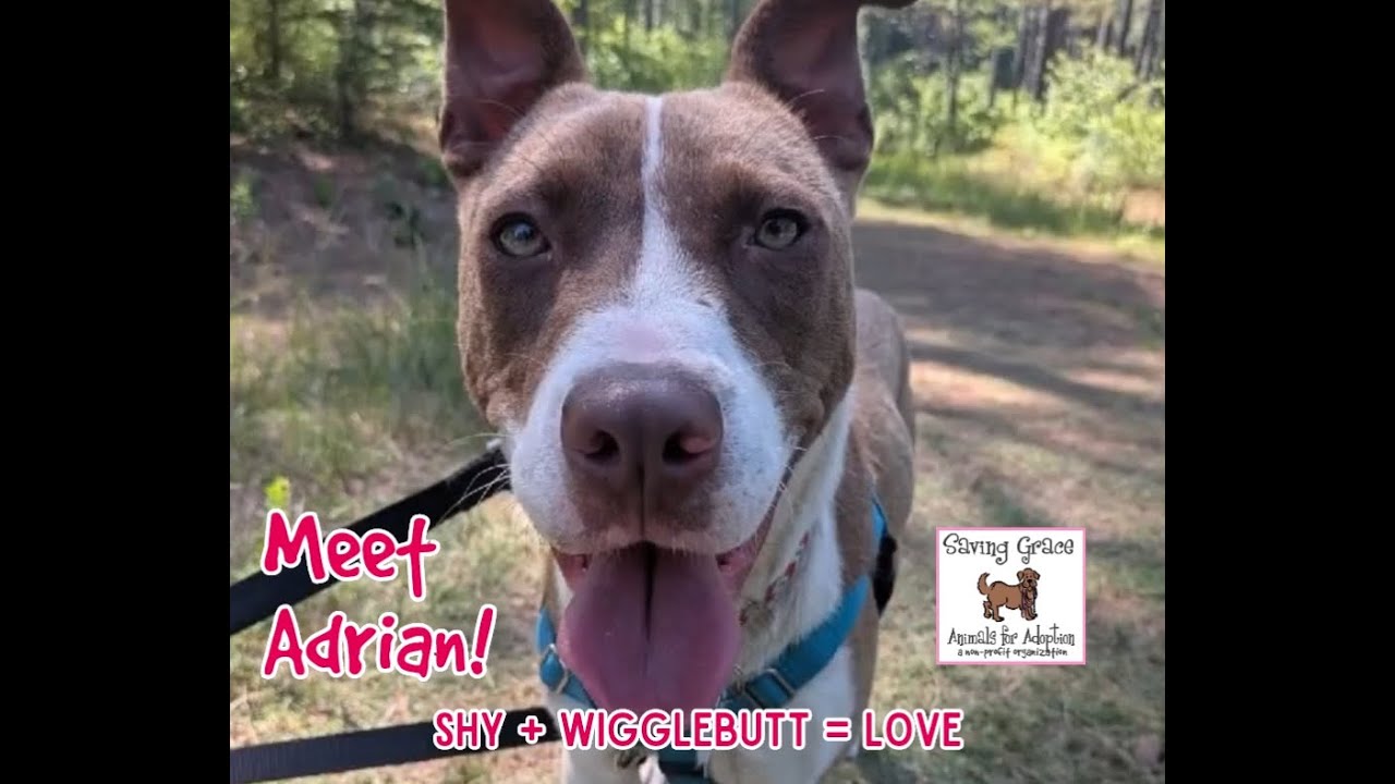 Enlarge Adrian, a Adoptable mixed breed in Wake Forest, NC video 6/6