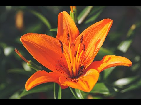 21st Spring Convention : Sunday Morning