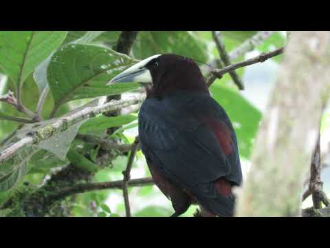 Chesnut-headed Oropendola - Psarocolius wagleri - Oropendola Cabecicastaña
