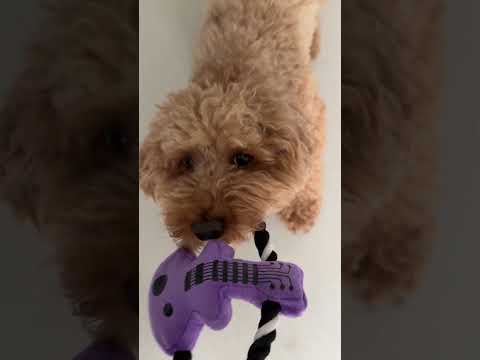 Игрушка пулер для Собак гитара с канатом, плюшевая игрушка для собак, пулер для собак - фото 1 - id-p2541107015