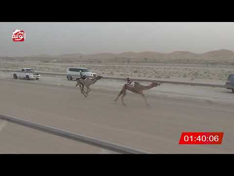  ش 5 (شايبه) لـ سهيل سالم بن سهيل الخييلي 3:04 ، شارة الشيخ طحنون 2026/7/31 فطامين الخزنة