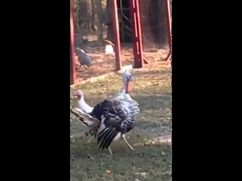 Funny animal videos - Dizzy Turkey