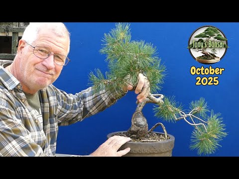 Honouring Tony’s Legacy Bonsai | A Challenging Pine Restyle!