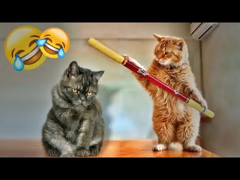 You Laugh You Lose😻🐶Funniest Dogs and Cats 2025😹