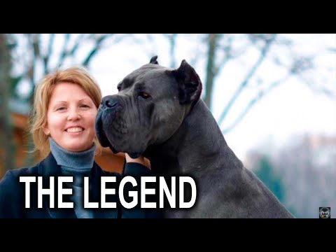 X Men Cane Corso