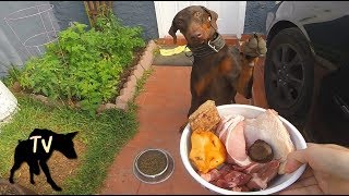 Download lagu Raw meat vs Dog Kibble Taste Test Challenge | Doberman Mukbang mp3 Download lagu Raw meat vs Dog Kibble Taste Test Challenge | Doberman Mukbang mp3