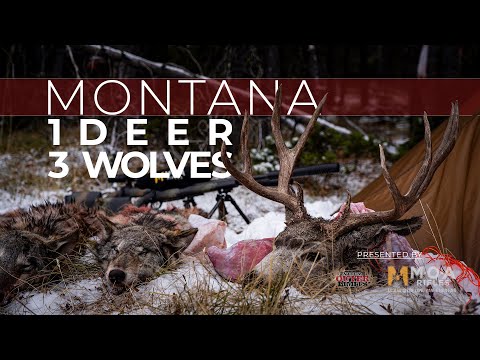 MONTANA 1 DEER | 3 WOLVES - MOA Rifles 4K Hunting Film