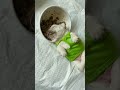 Sunday Mood Dog Funny Comedy Smile Happy Shorts Tamil Pets Tirupur Straykids Cute